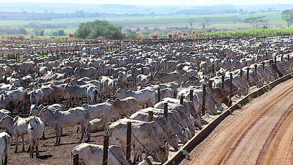 Confinamento de gado de corte (chamado de CAFO nos EUA).